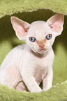 sitting Devon Rex kitten