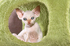 sitting Devon Rex kitten