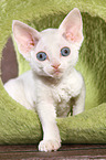 standing Devon Rex kitten