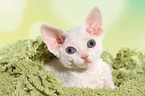 lying Devon Rex kitten