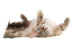 rolling Devon Rex