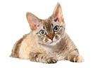 lying Devon Rex