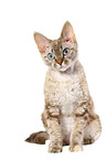 sitting Devon Rex