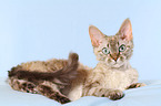 lying Devon Rex