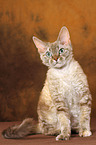 sitting Devon Rex