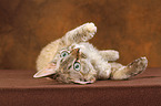 rolling Devon Rex