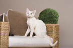 sitting Devon Rex