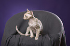 sitting Devon Rex