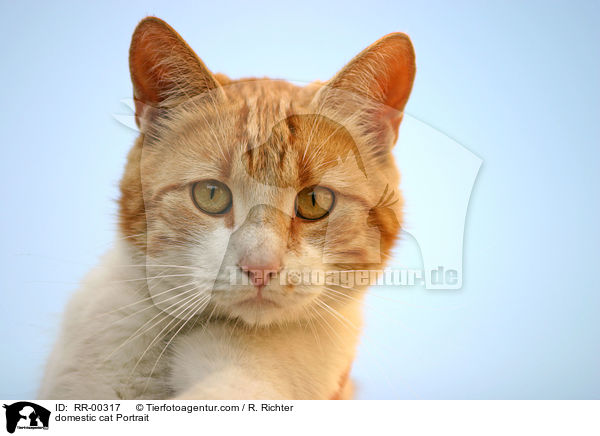domestic cat Portrait / RR-00317