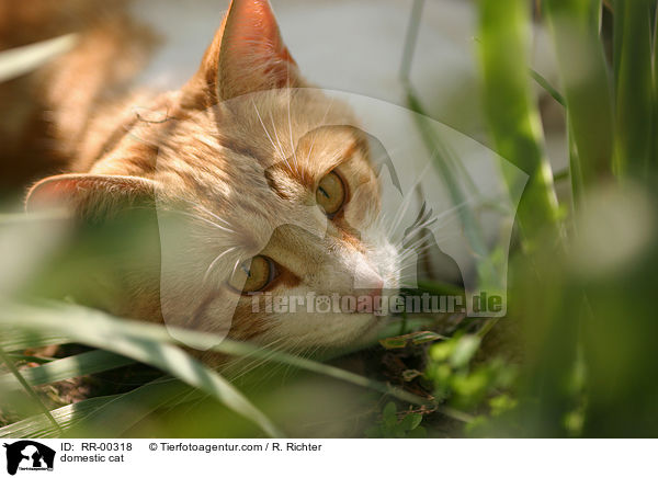 Hauskatze im Gras / domestic cat / RR-00318