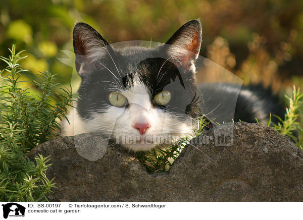 domestic cat in garden / SS-00197