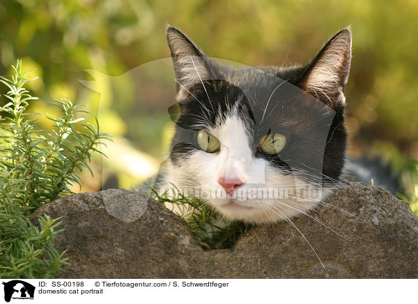 domestic cat portrait / SS-00198