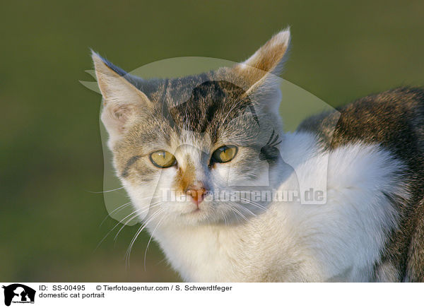 Hauskatze Portrait / domestic cat portrait / SS-00495