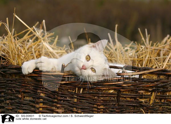 se weie Hauskatze / cute white domestic cat / SS-00601
