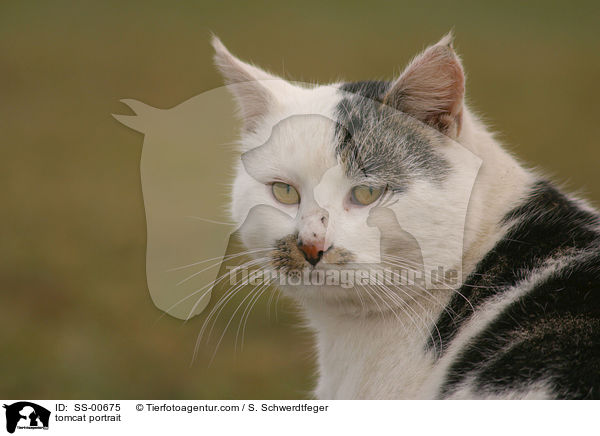 tomcat portrait / SS-00675