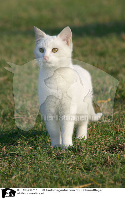 weie Hauskatze / white domestic cat / SS-00711