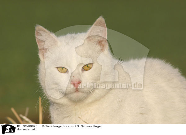 Hauskatze / domestic cat / SS-00820