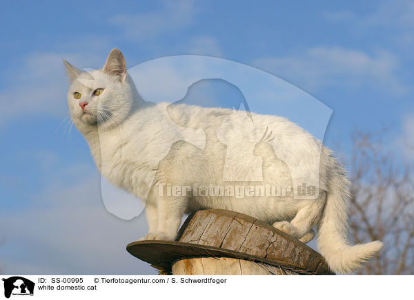 weie Hauskatze / white domestic cat / SS-00995