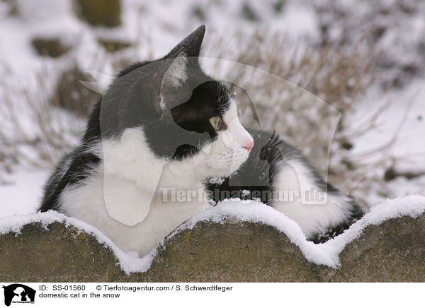 Hauskatze im Schnee / domestic cat in the snow / SS-01560