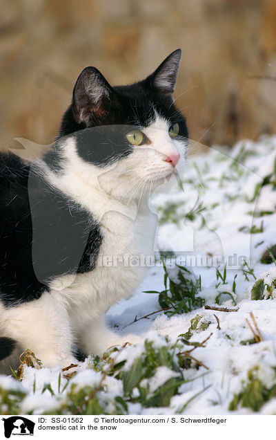 Hauskatze im Schnee / domestic cat in the snow / SS-01562