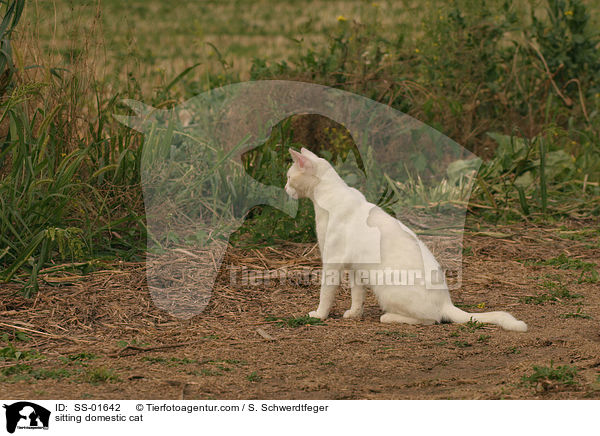 sitzende Hauskatze / sitting domestic cat / SS-01642