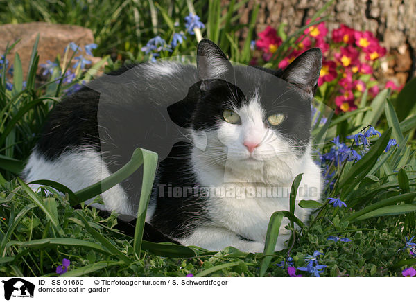 Hauskatze im Garten / domestic cat in garden / SS-01660