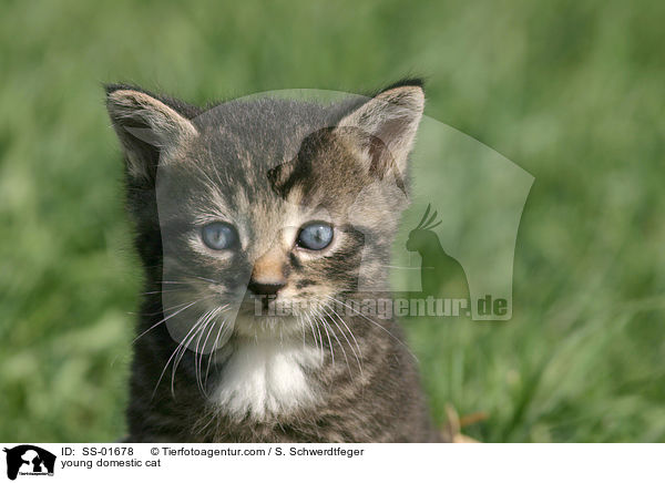 young domestic cat / SS-01678