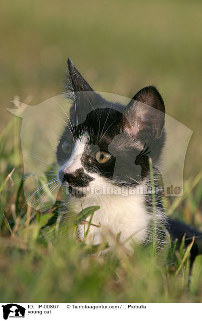 junge Katze / young cat / IP-00867