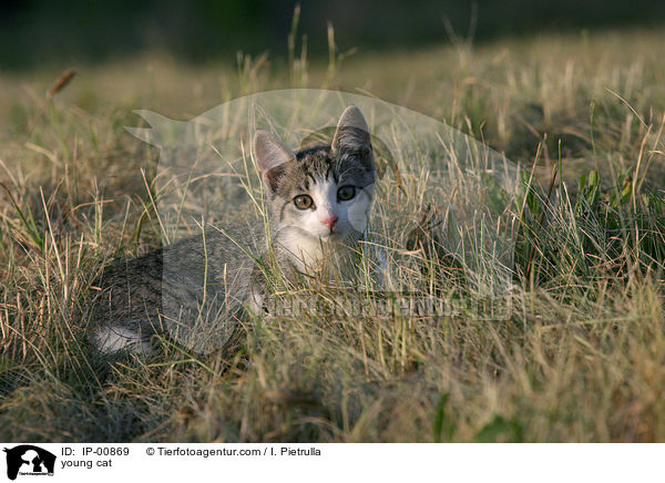 junge Katze / young cat / IP-00869