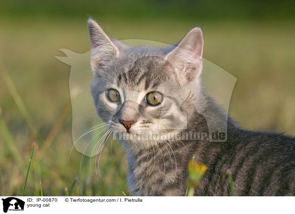 junge Katze / young cat / IP-00870