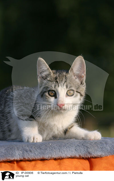 junge Katze / young cat / IP-00906