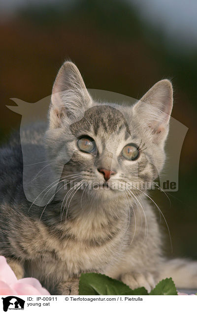 junge Katze / young cat / IP-00911