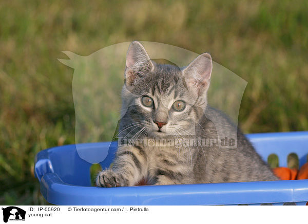 junge Katze / young cat / IP-00920