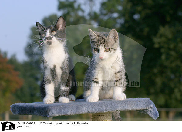 junge Katze / young cat / IP-00923