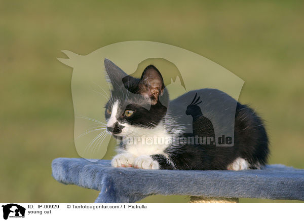 junge Katze / young cat / IP-00929