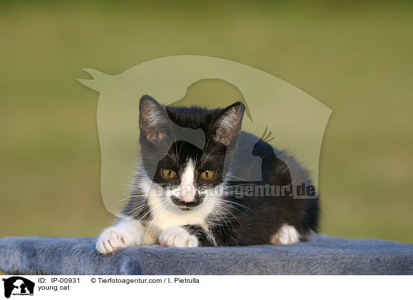 junge Katze / young cat / IP-00931