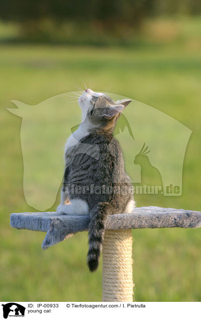 junge Katze / young cat / IP-00933