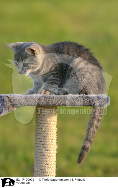 junge Katze / young cat / IP-00936