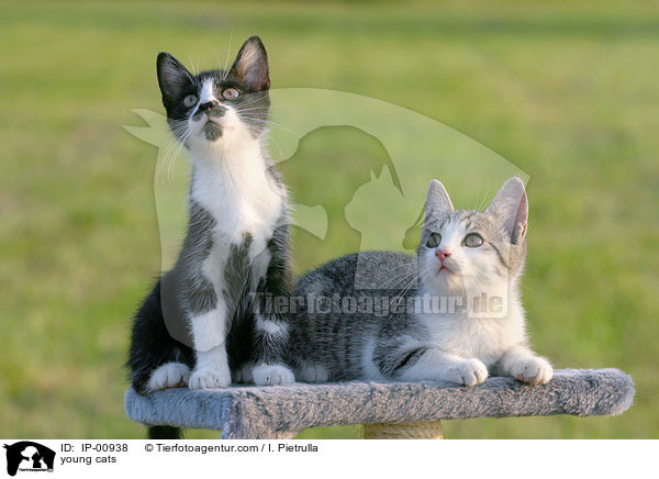 junge Katzen / young cats / IP-00938