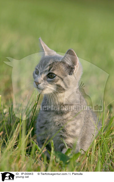 junge Katze / young cat / IP-00943