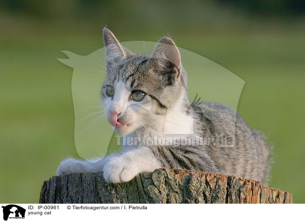 junge Katze / young cat / IP-00961