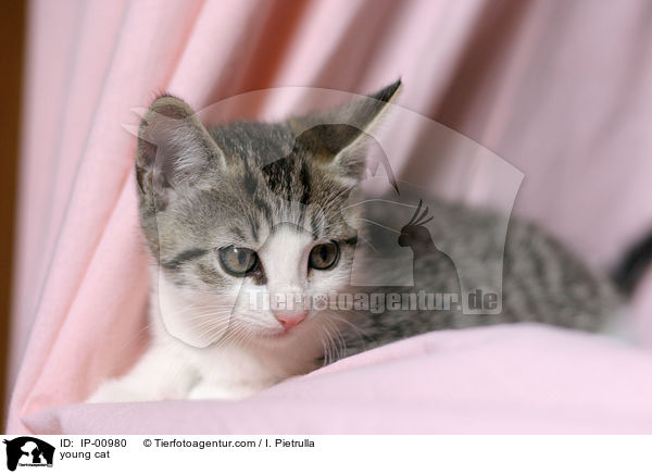 junge Katze / young cat / IP-00980