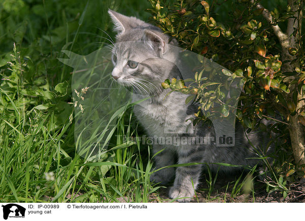 junge Katze / young cat / IP-00989