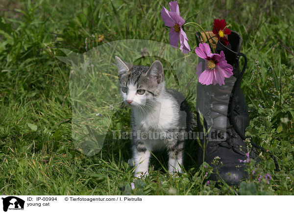 junge Katze / young cat / IP-00994