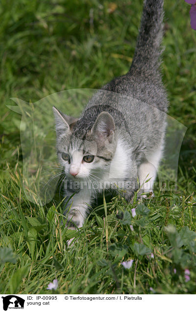 junge Katze / young cat / IP-00995