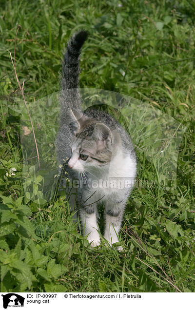 junge Katze / young cat / IP-00997