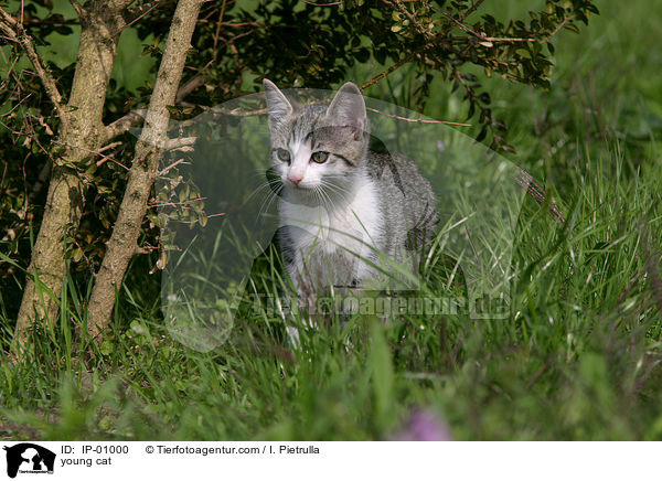 junge Katze / young cat / IP-01000