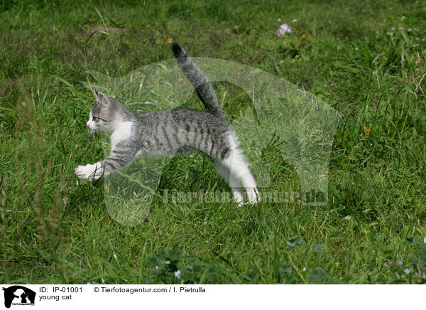 junge Katze / young cat / IP-01001