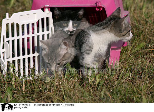junge Ktzchen / young cats / IP-01071