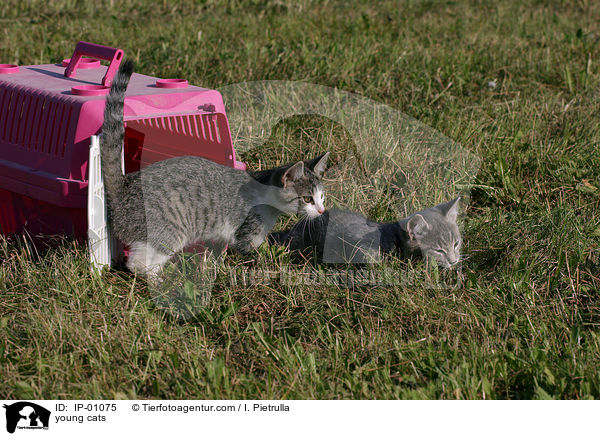 junge Ktzchen / young cats / IP-01075